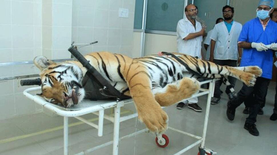Maneka guns for Maharashtra minister over tigress death; worry about child deaths, says Mungantiwar