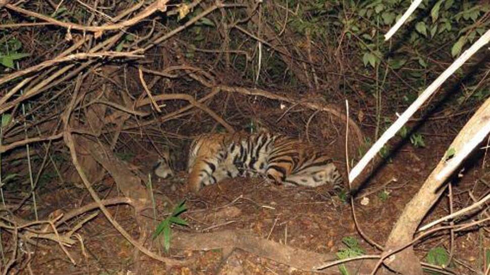 Train mows down three tiger cubs in Maharashtra