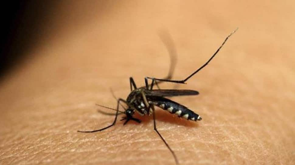 Malaria cases fell by 24% between 2016 and 2017 in India: WHO