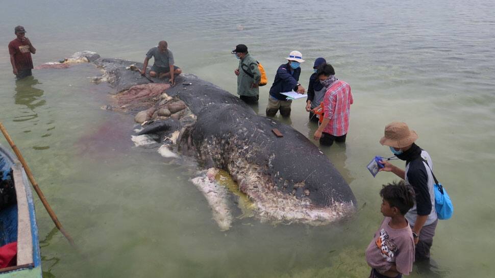 Sperm whale washed up in Indonesia had nearly 6 kgs of plastic waste in stomach