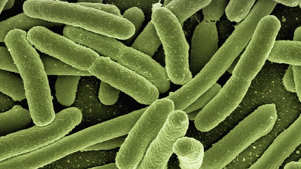 Over 6,000 antibiotic resistance genes in gut bacteria identified