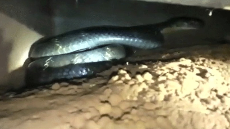 19-feet long King cobra rescued from Odisha village: Watch