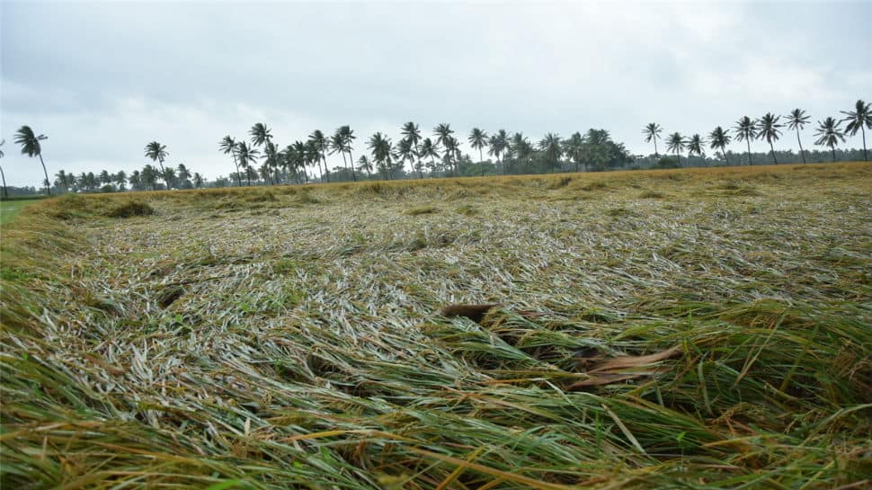 Cyclone Phethai wreaks havoc in Andhra, crops across 14,000 hectares damaged