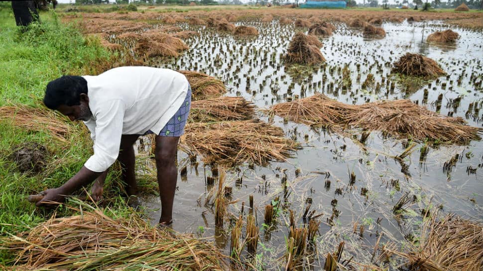 Cyclone Phethai has affected 5,602 farmers, paddy fields destroyed: Chandrababu Naidu