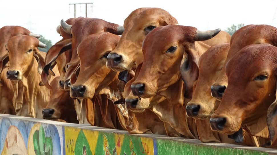 Yogi Adityanath tells officials to ensure shelter for stray cows