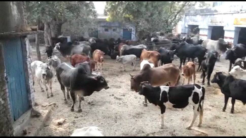 Villagers lock hundreds of stray cows inside school, health centre in Uttar Pradesh for destroying crops