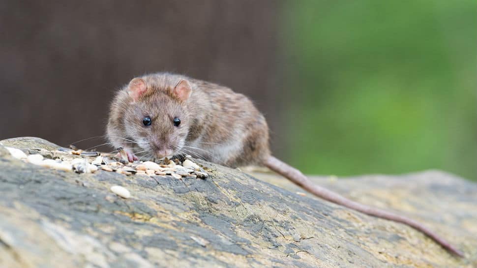 Village in Assam sells rat meat as part of Sunday delicacies