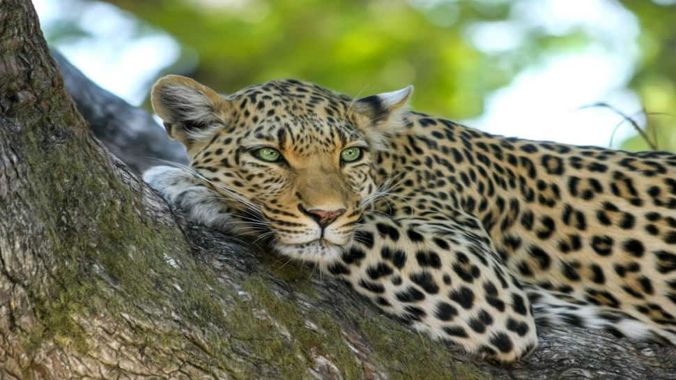 Leopard escapes from safari park in Siliguri, visitors left alarmed