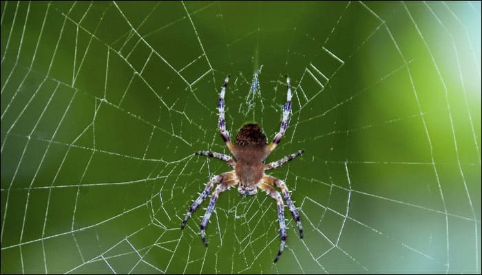 &quot;Why don&#039;t you die?&quot;: Australian&#039;s fight with a spider sparks police call