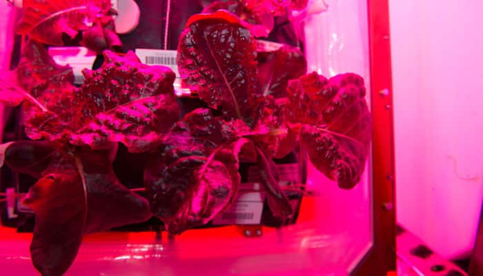 After lettuce, astronauts could grow beans in space in 2021