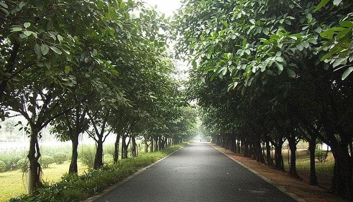 Planting roadside hedges may combat pollution exposure