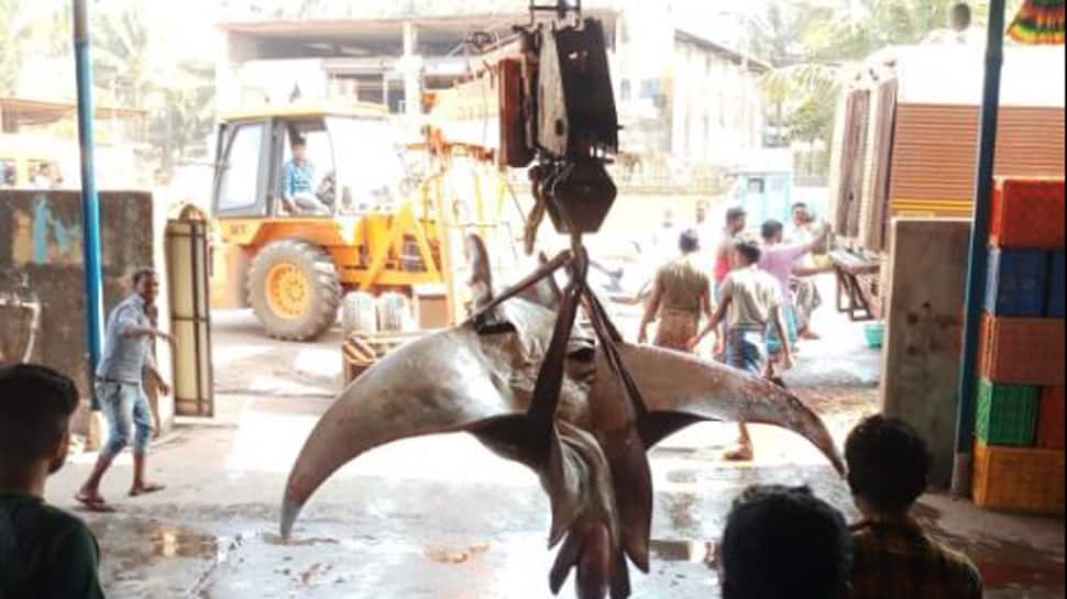 Fish weighing 2400 kg caught in Ratnagiri, lifted with help of crane