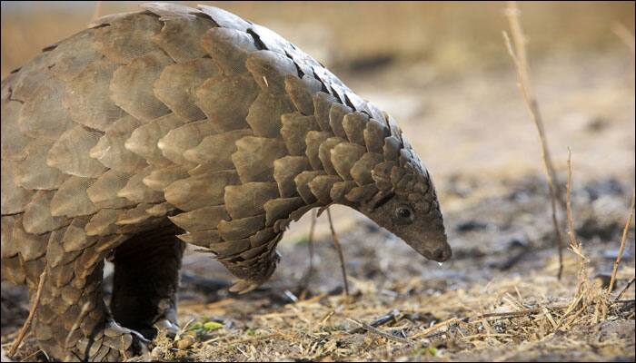 Police arrest two men, seize endangered pangolin worth Rs 40 lakh