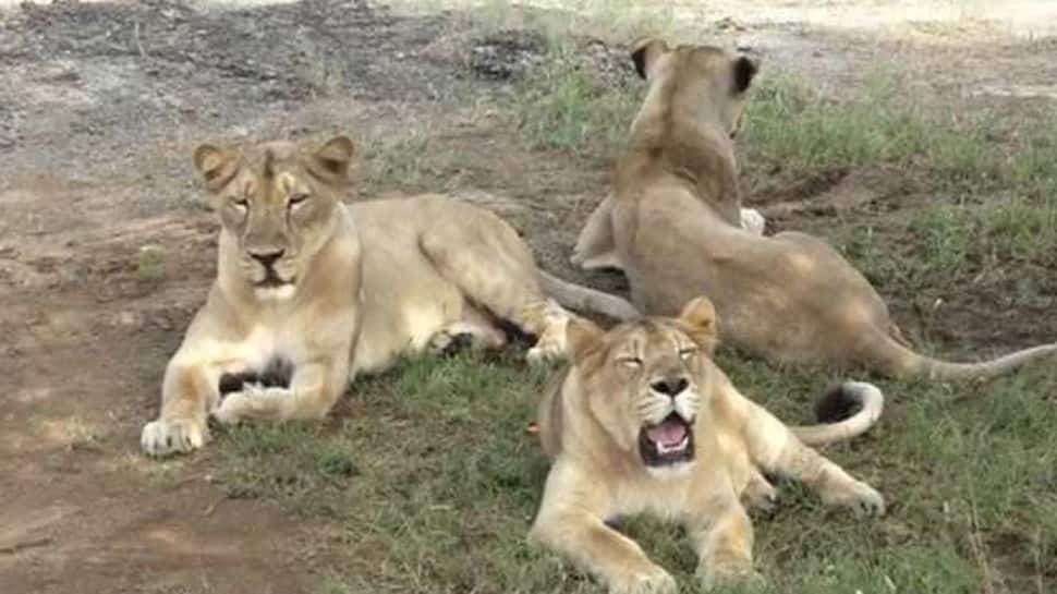 Viral video! Pack of lions stop traffic with their royal walk