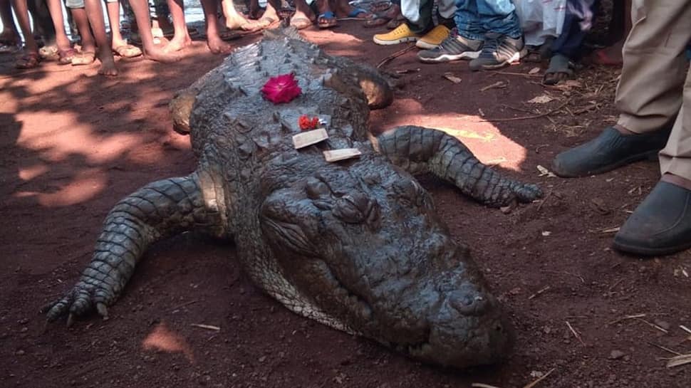 Chhattisgarh villagers mourn crocodile Gangaram&#039;s death, take out funeral procession