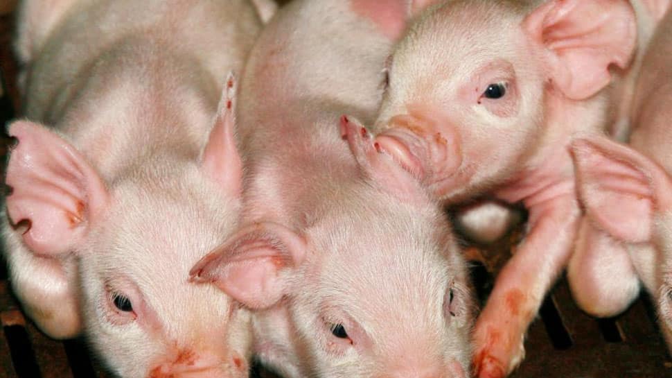 China has culled more than 900,000 pigs due to African swine fever