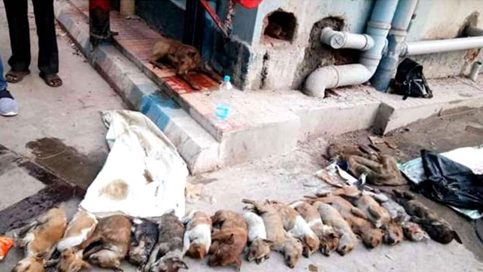 Kolkata: 2 arrested for killing 16 puppies at hospital premises