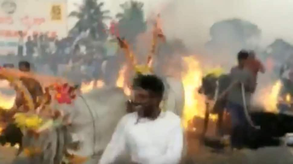 Cattle made to walk over burning hay as part of Makar Sankranti celebrations in Karnataka: Watch