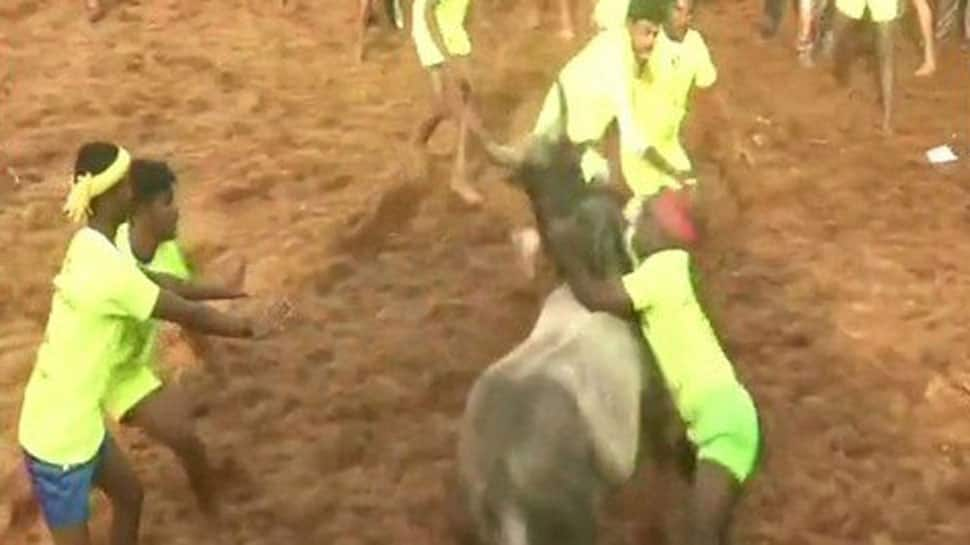 Two die during grand &#039;Jallikattu&#039; event in Tamil Nadu&#039;s Pudukottai