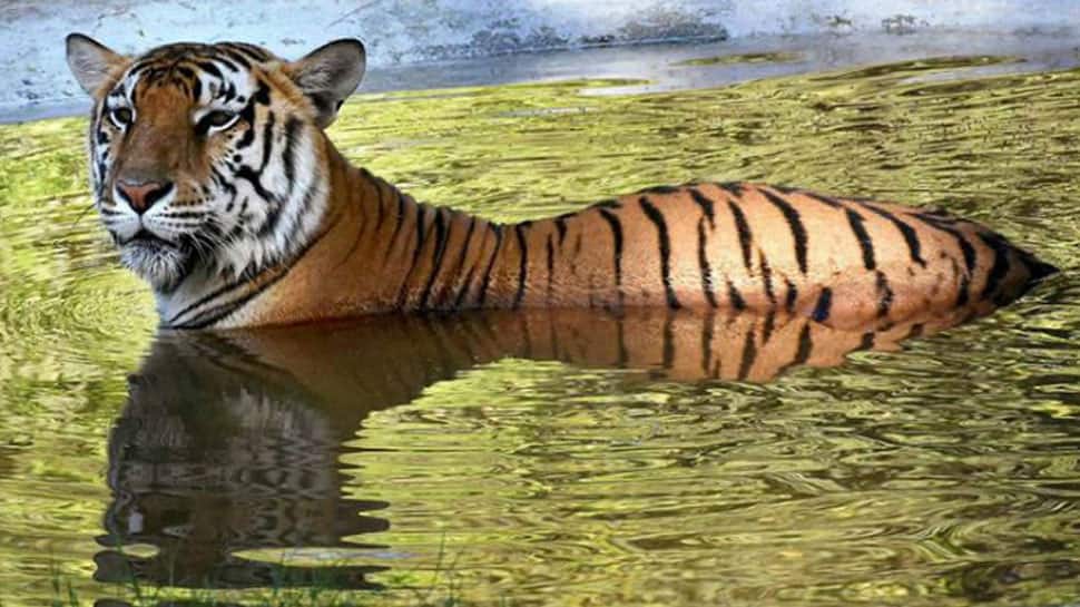 Tiger kills, eats tigress in Madhya Pradesh