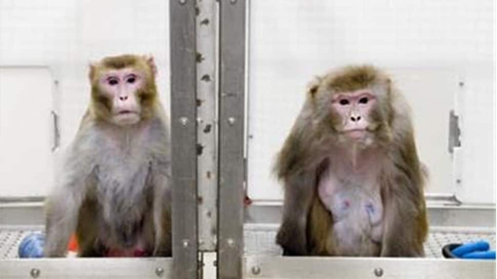 China clones gene-edited monkeys for sleep disorder research