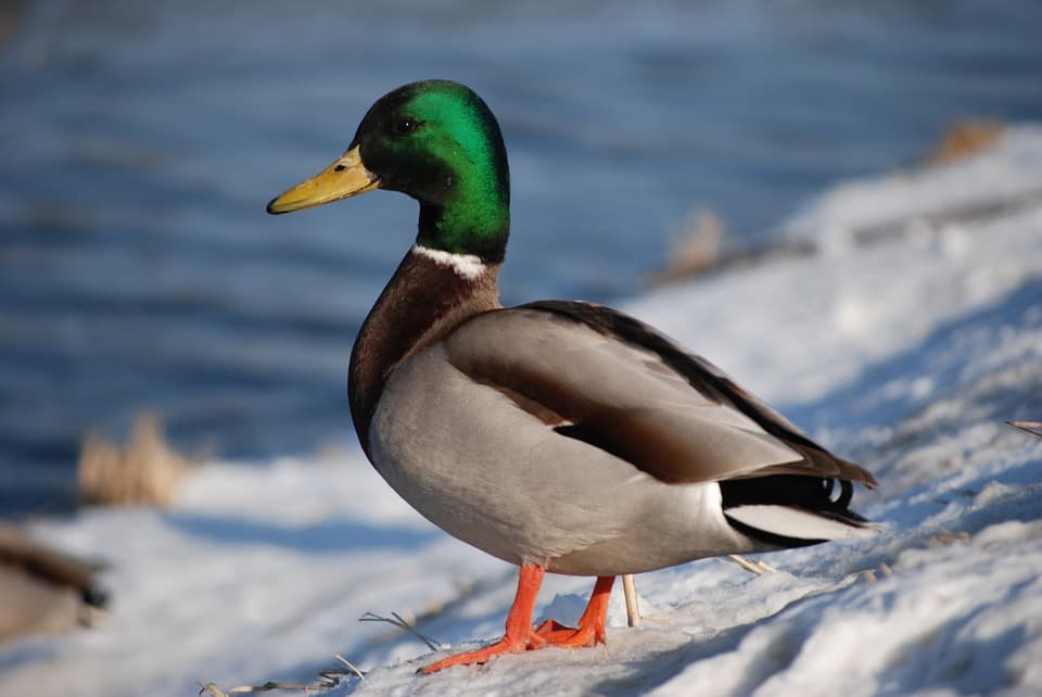 &#039;World&#039;s loneliest duck&#039; Trevor dies after dog attack