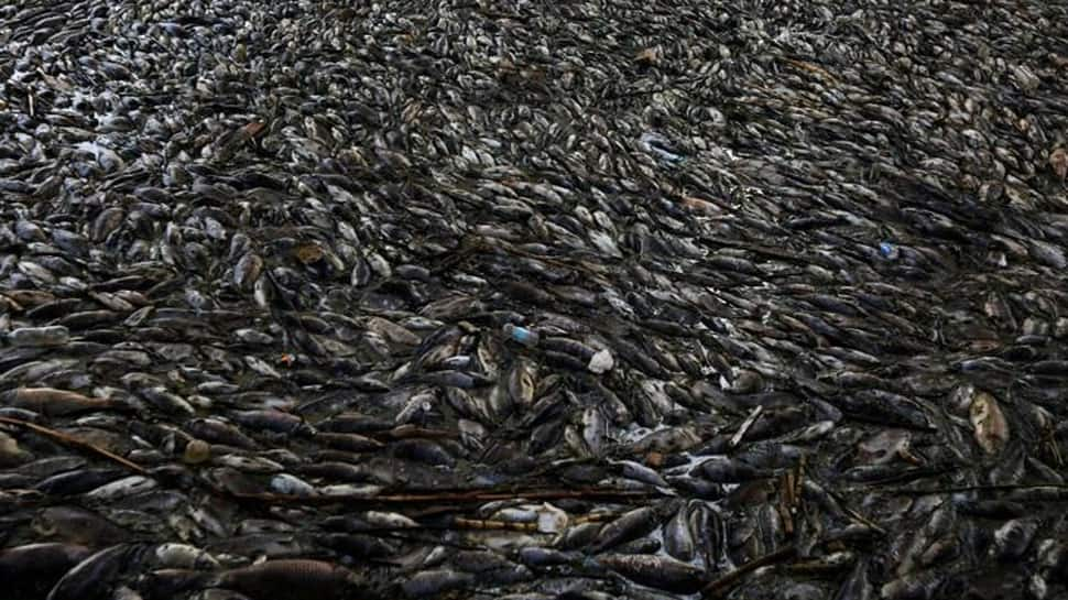 Mass fish death in Australian river