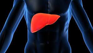 Soon treatment for obesity, fatty liver disease