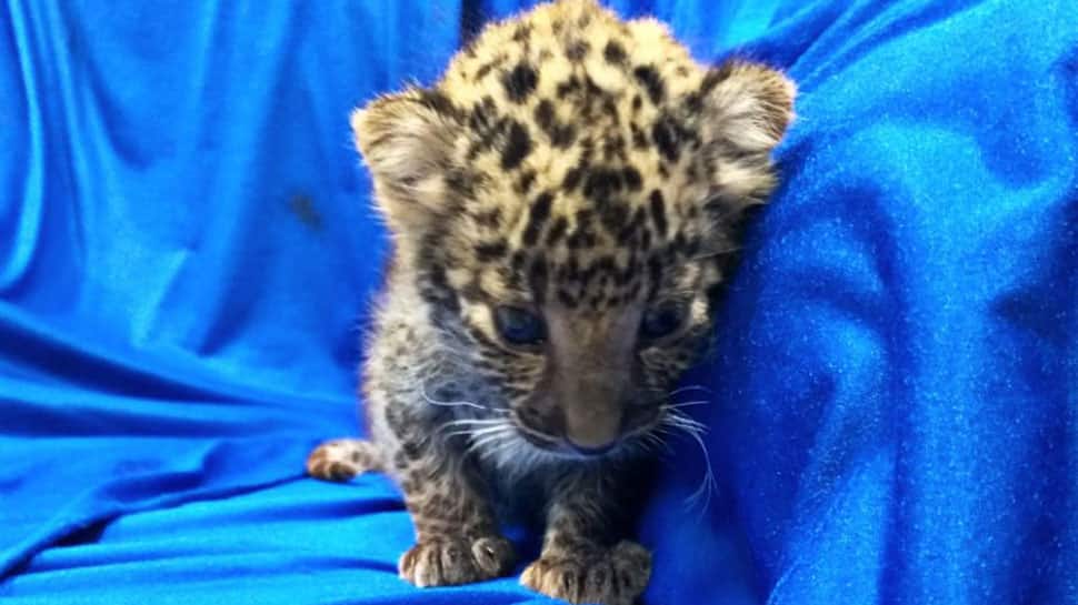 Watch: Leopard cub seized from baggage of passenger in Chennai airport Watch: Leopard cub seized from baggage of passenger in Chennai airport