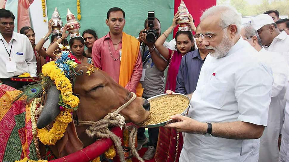 Rising number of stray cows add to PM Narendra Modi&#039;s farmer woes as Lok Sabha election looms