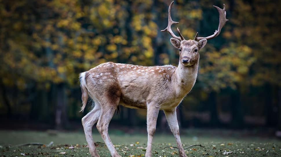 4 spotted deer among 9 animals found dead in rescue centre