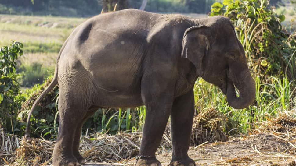 Aged 88, Asia&#039;s oldest captive elephant dies in Kerala