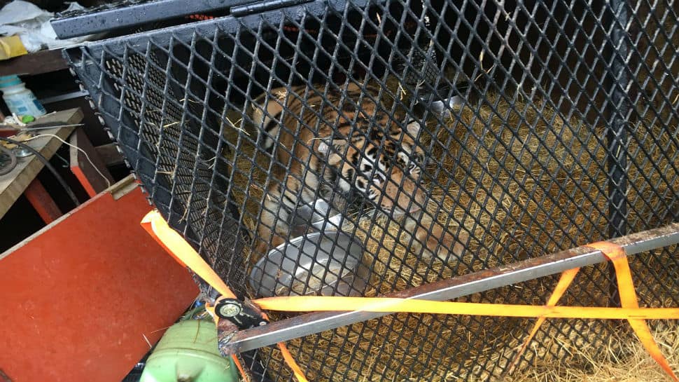 High? Man enters abandoned property to smoke weed, finds overweight Tiger