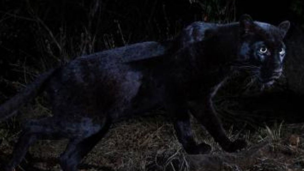 Elusive black leopard spotted in Kenya for first time in 100 years Elusive black leopard spotted in Kenya for first time in 100 years