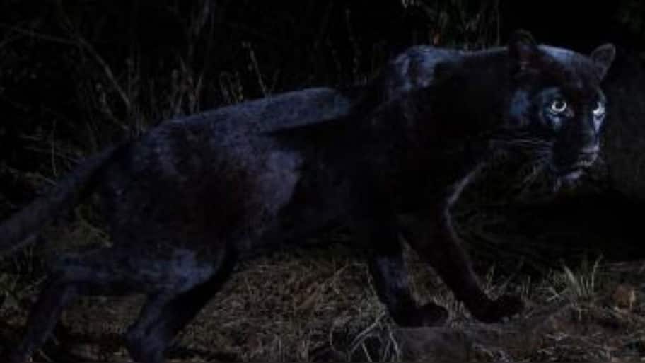 Elusive black leopard spotted in Kenya for first time in 100 years