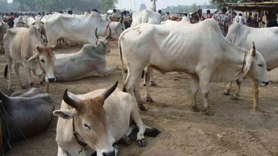 Supreme Court junks PIL seeking ban on animal slaughter for meat export