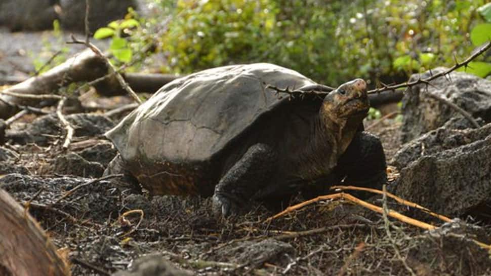 Fernandina tortoise, presumed to be extinct, spotted for the first time in over a century