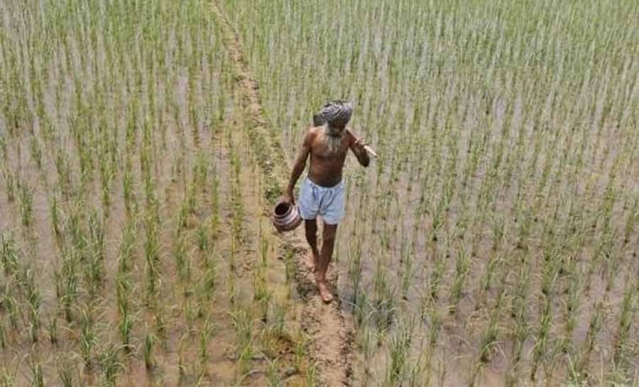 States with highest and lowest estimates of yield of total foodgrains in last four years