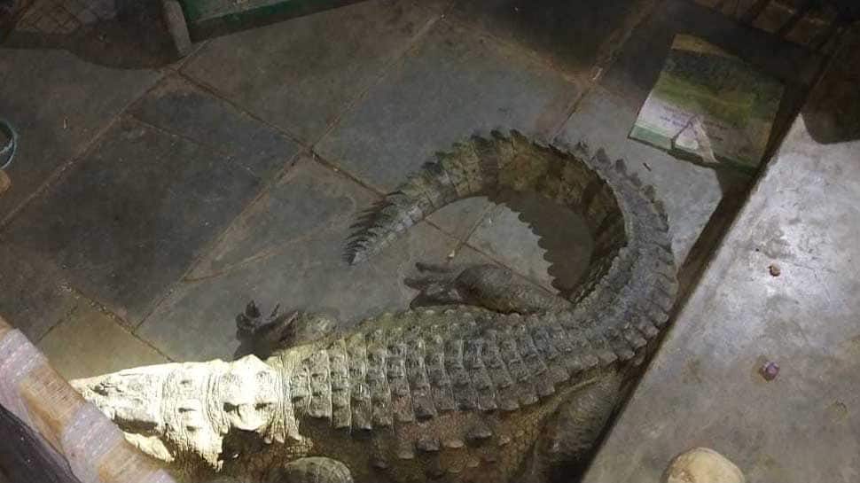 Farmer wakes up to find crocodile sleeping under his bed in Gujarat