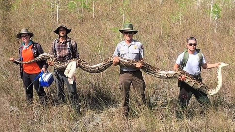 Scientists capture the biggest python ever found in US