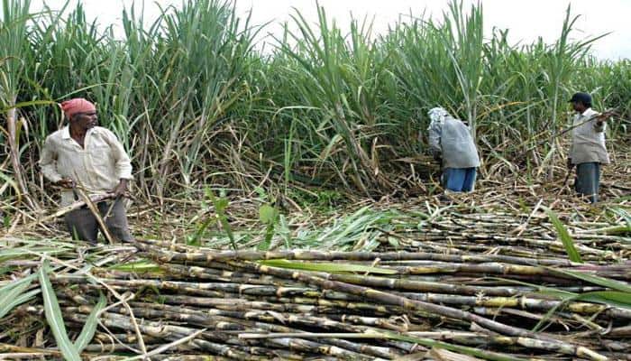 Sugarcane farmers in Shamli perturbed over delay in payment, seek government support