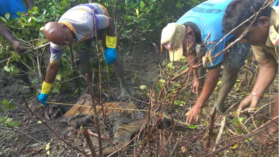 Fear of poaching returns to Sunderbans after Tiger&#039;s mysterious death