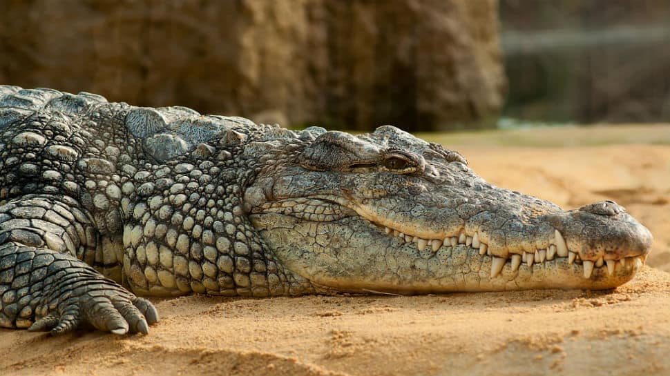 Crocodile kills man bathing in Junagadh dam