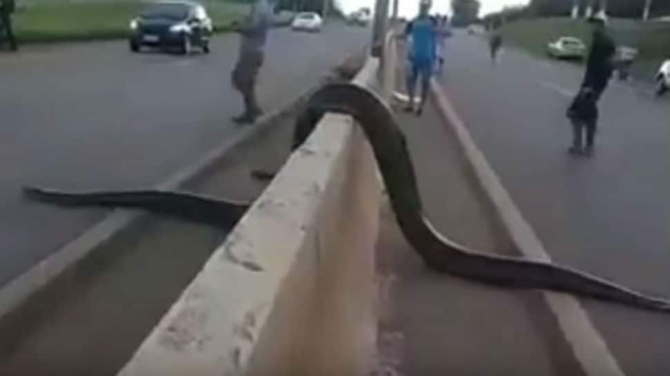 Giant anaconda halts busy road in Brazil, video goes viral
