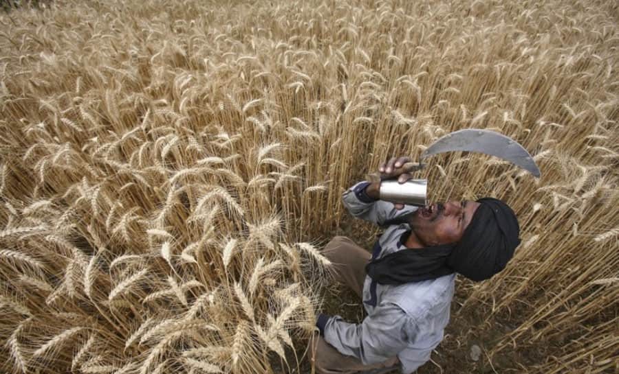 FCI to sell 10 million tonne of wheat to bulk consumers this fiscal