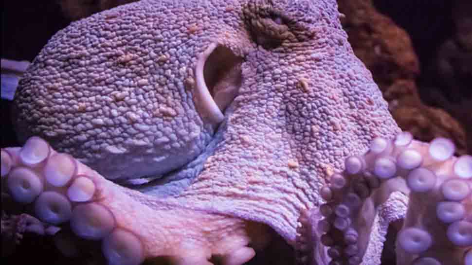Octopus attacks woman, sucks onto her face as she tries to eat it alive