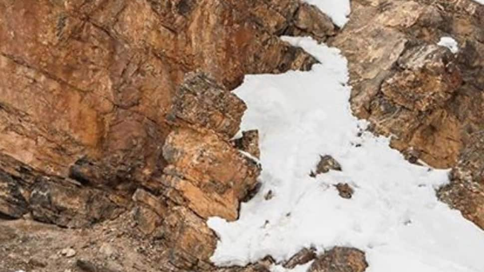 The internet is going berserk trying to find camouflaged Leopards in these pics!