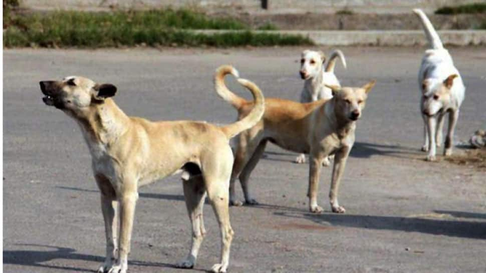 A life cut short, dreams shattered by stray dogs in Mathura village