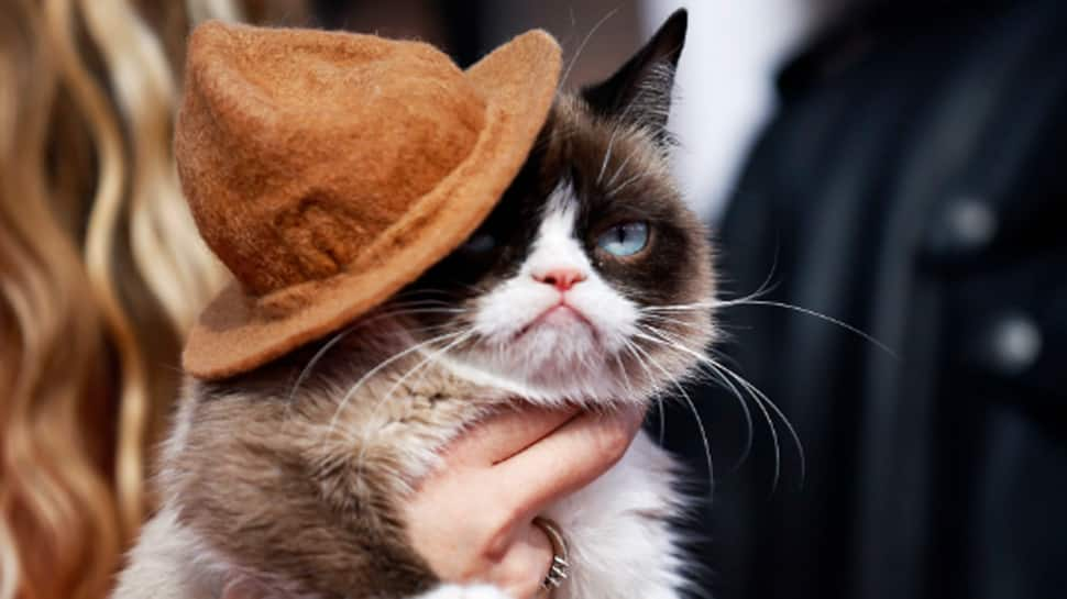 Grumpy Cat, whose scowl launched a million memes, dies age 7