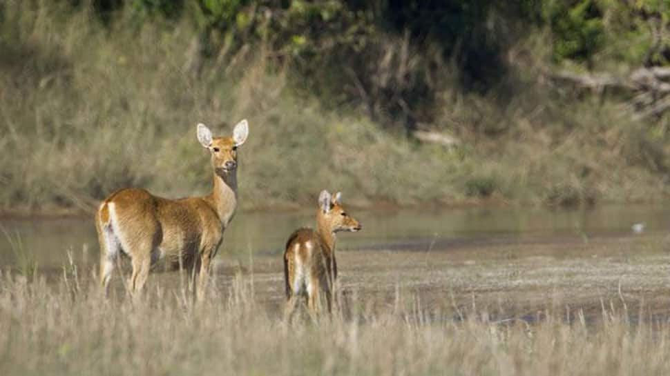 Rajasthan: 3 arrested for hunting pregnant deer